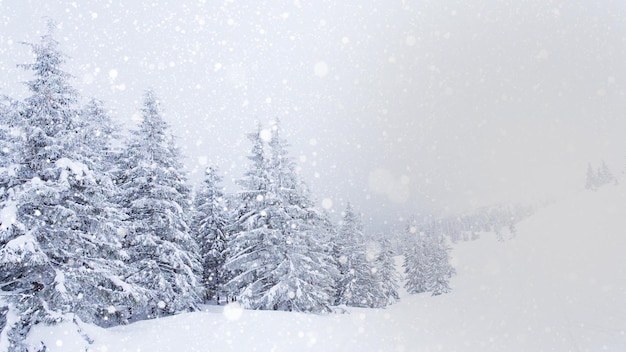 Hermosa nieve esponjosa en las ramas de los árboles La nieve cae maravillosamente de las ramas de abeto Árboles de cuento de hadas de invierno en cautiverio de nieve Video de imágenes de invierno nevando