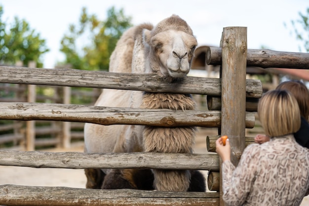 Hermosa niña alimentando camellos jorobados en un aviario en el zoológico