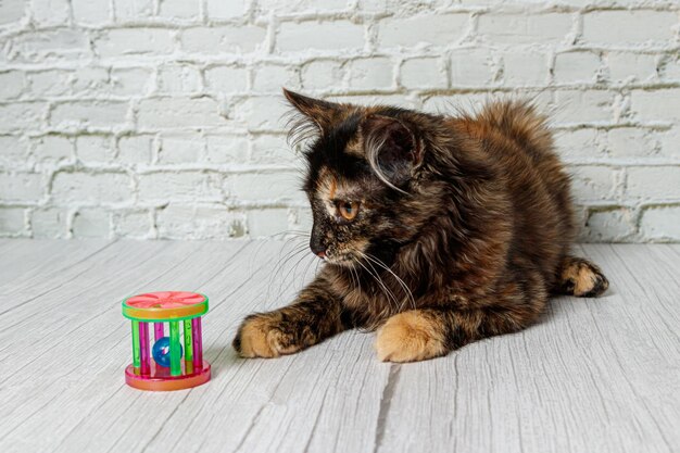 Hermosa niña gato sobre un fondo de una pared de ladrillos