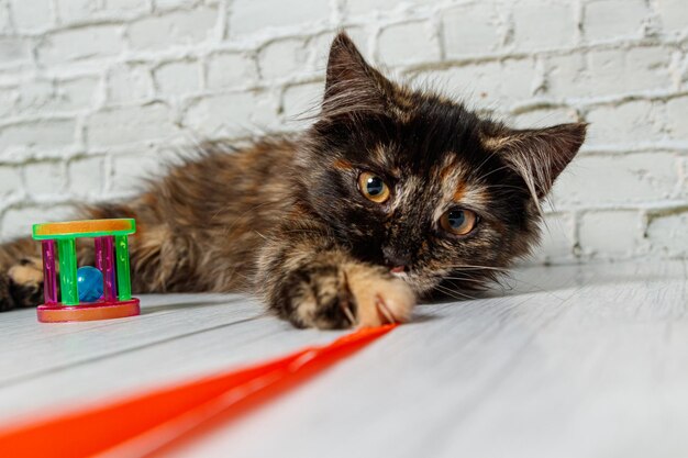 Hermosa niña gato sobre un fondo de una pared de ladrillos