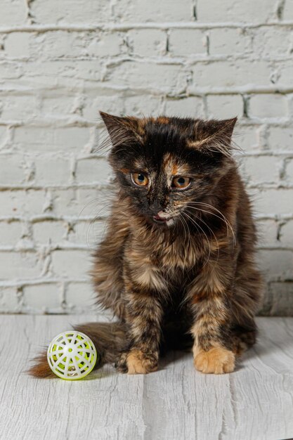 Hermosa niña gato sobre un fondo de una pared de ladrillos