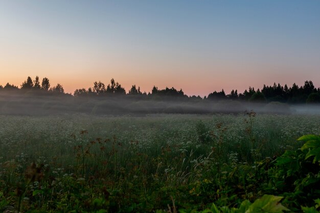 Hermosa noche brumosa en el campo de la región de pskov Rusia