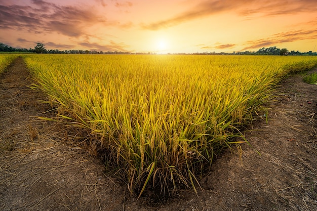 Hermosa oreja de oro de la planta de arroz jazmín tailandés en el campo de arroz orgánico en la cosecha de la agricultura del país de Asia con fondo de cielo al atardecer.