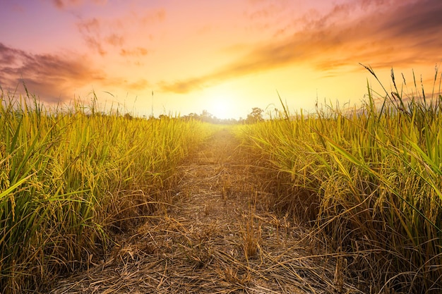 Hermosa oreja de oro de la planta de arroz jazmín tailandés en el campo de arroz orgánico en la cosecha de la agricultura del país de Asia con fondo de cielo al atardecer.