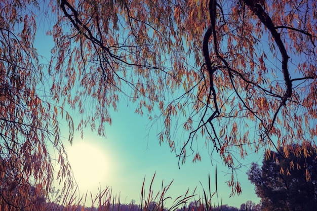 Hermosa orilla del lago con árboles en el desierto de la mañana de otoño