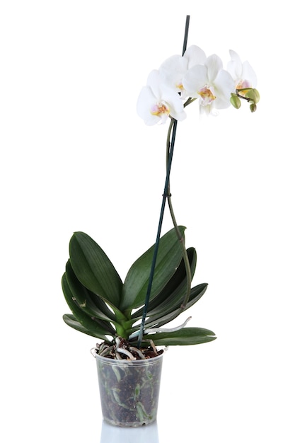 Hermosa orquídea, aislado en blanco