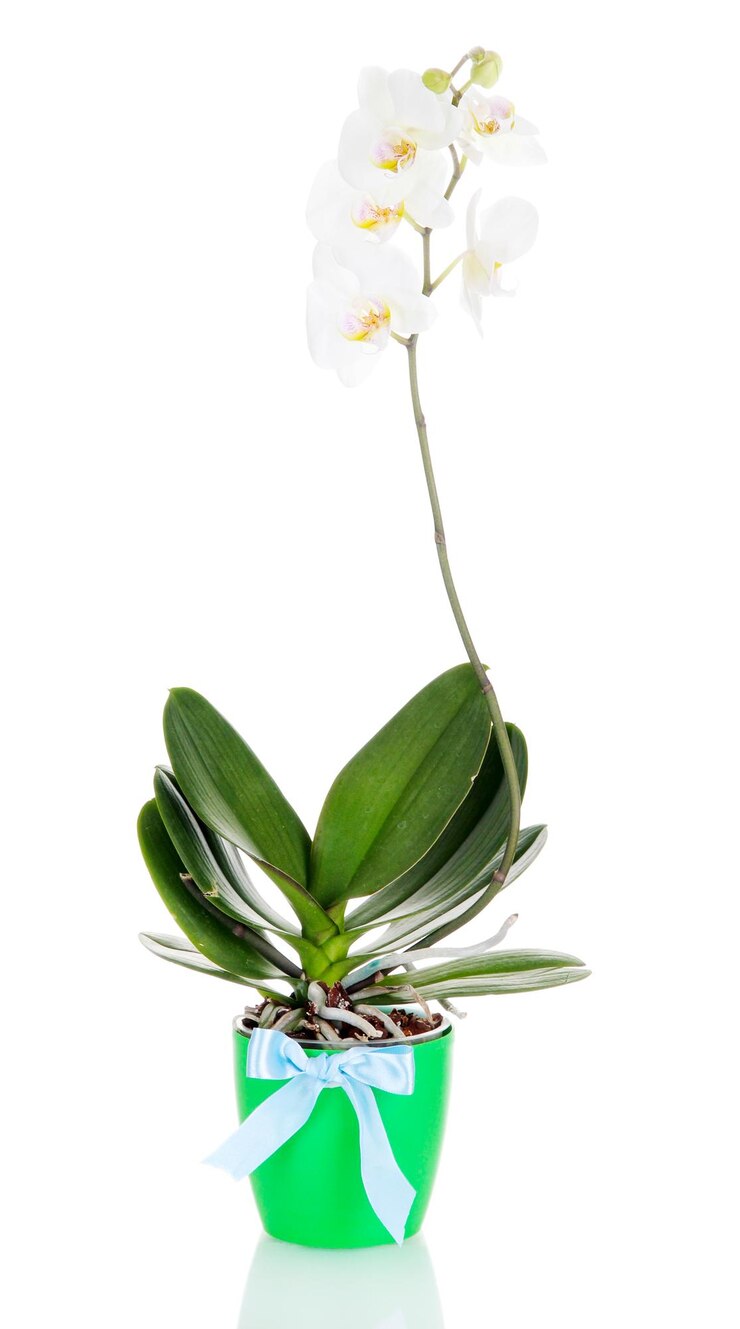Foto hermosa orquídea aislado en blanco
