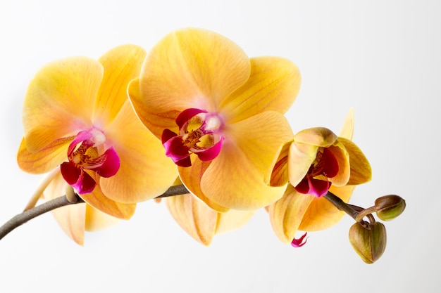 Hermosa orquídea amarilla sobre fondo blanco.