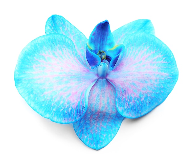 Una hermosa orquídea azul aislada sobre un fondo blanco