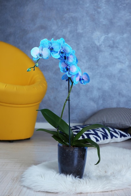 Foto hermosa orquídea azul en el suelo de la habitación de cerca