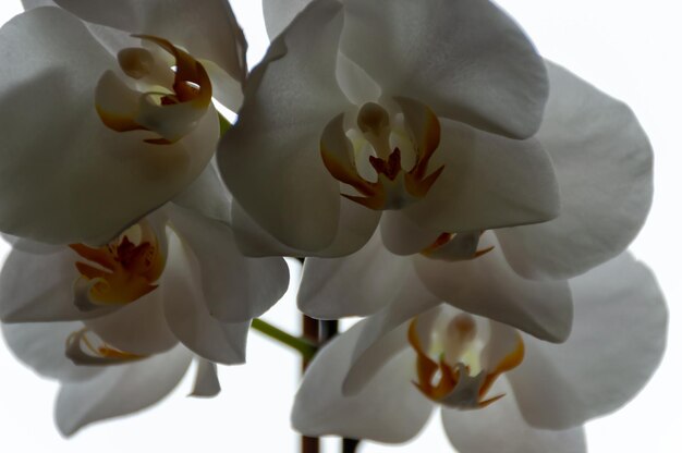 Foto hermosa orquídea blanca con flores grandes
