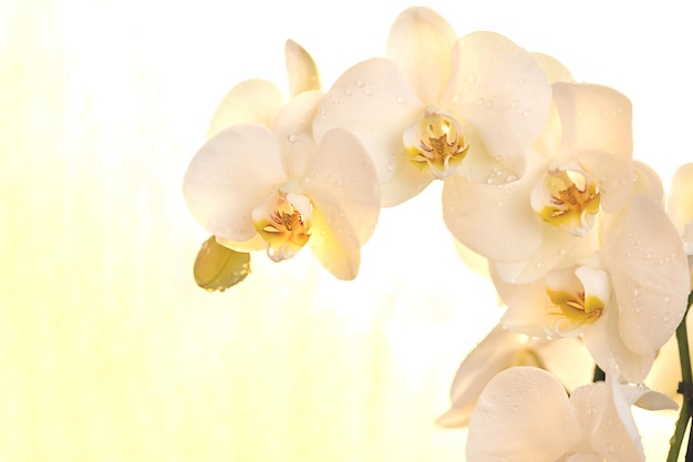 Hermosa orquídea blanca con gota de agua sobre un fondo blanco