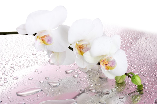 Hermosa orquídea blanca con gotas sobre fondo rosa