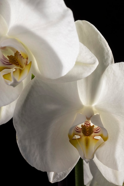 Foto hermosa orquídea blanca macro