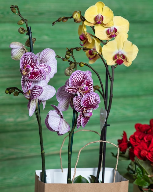 Foto hermosa orquídea colorida, begonia en la bolsa de compras con espacio verde