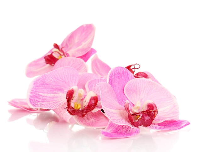 Hermosa orquídea en flor aislada en blanco