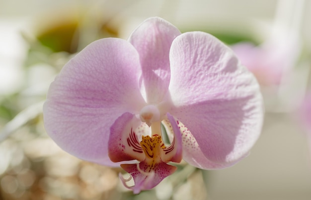 Hermosa orquídea flor floreciente casa planta pistilos