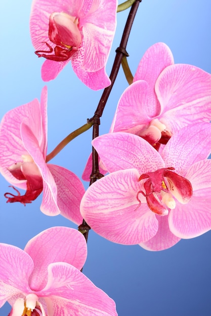 Hermosa orquídea en flor sobre fondo azul.