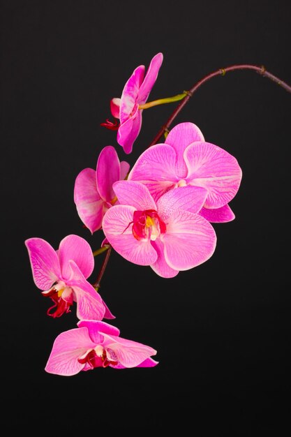 Hermosa orquídea floreciente aislada en negro
