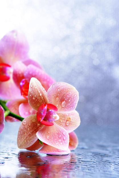 Hermosa orquídea floreciente con gotas de agua sobre fondo de color claro