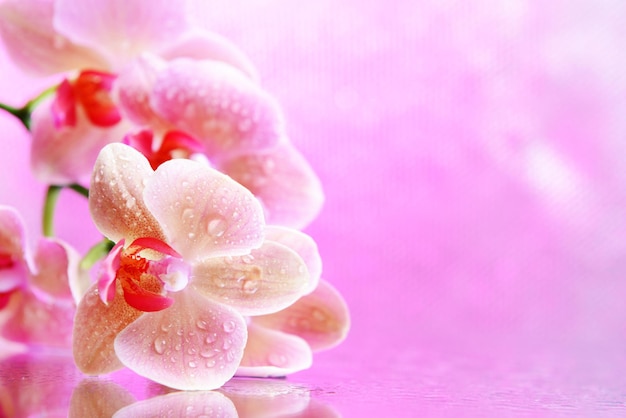 Hermosa orquídea floreciente con gotas de agua sobre fondo de color claro