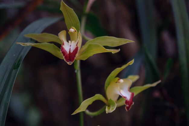 Hermosa orquídea de flores exóticas en un invernadero en Tailandia