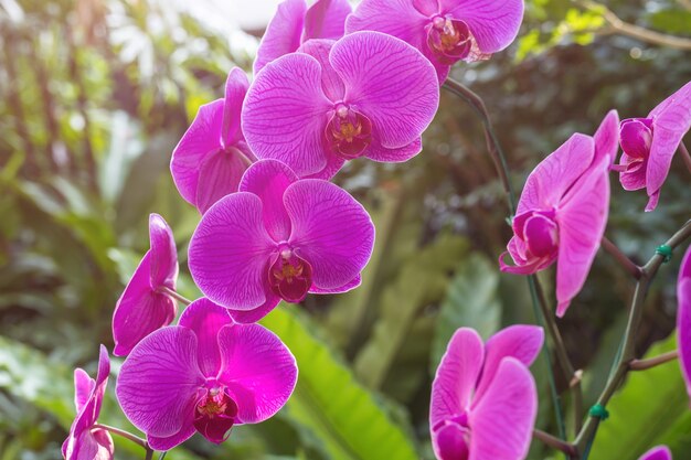 Hermosa orquídea en jardín público en el norte de Tailandia