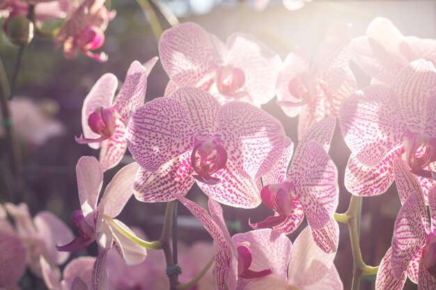 Hermosa orquídea en jardín público en el norte de Tailandia