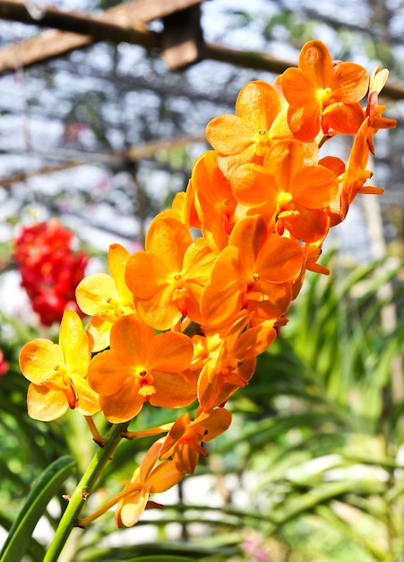 Hermosa orquídea en el jardín