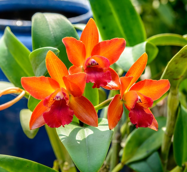 Hermosa orquídea del jardín