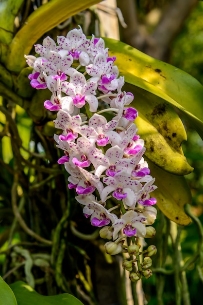 Hermosa orquídea del jardín