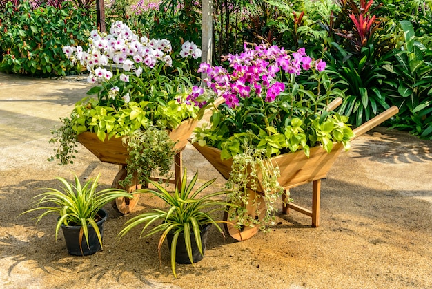 Foto hermosa orquídea del jardín