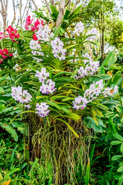 Hermosa orquídea del jardín