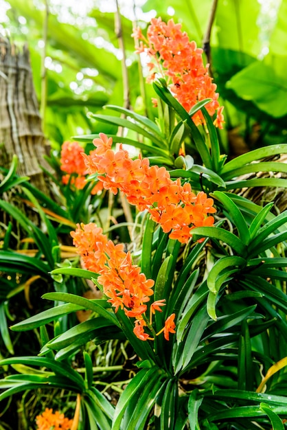 Hermosa orquídea del jardín