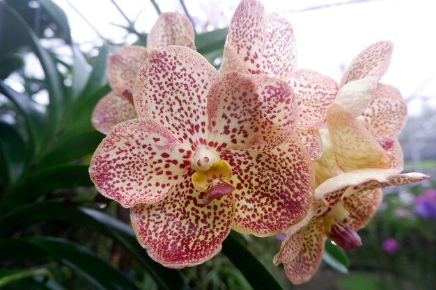 Hermosa orquídea en el jardín.