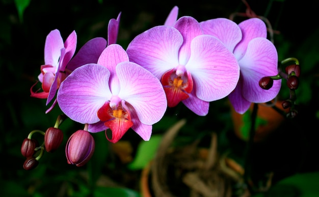 Hermosa orquidea morada