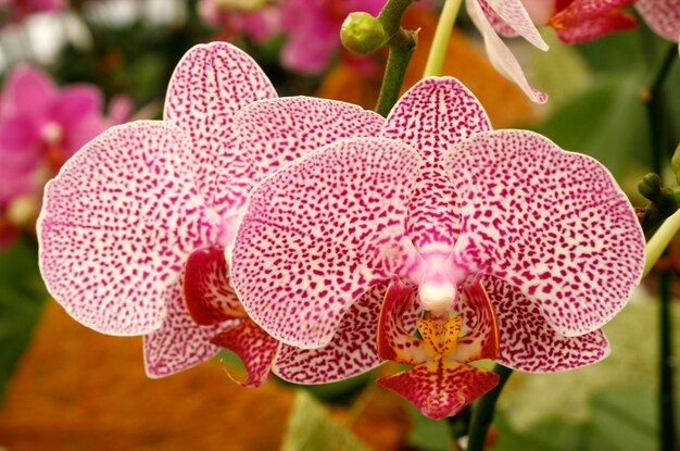 Foto la hermosa orquídea phalaenopsis