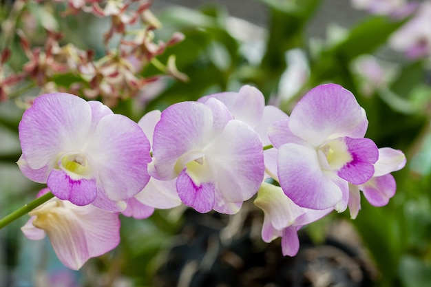 Hermosa orquídea (Phalaenopsis)