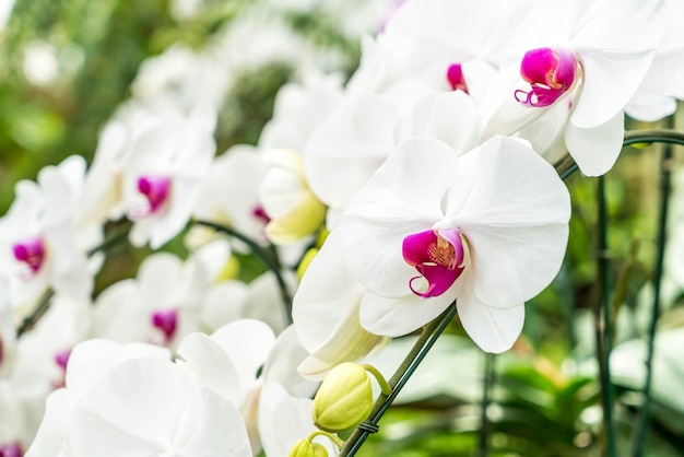 hermosa orquídea en planta de interior