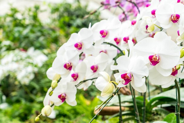 hermosa orquídea en planta de interior