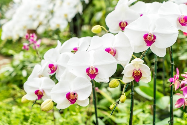 hermosa orquídea en planta de interior