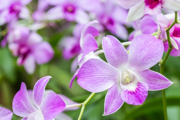 Hermosa orquídea púrpura, Dendrobium.