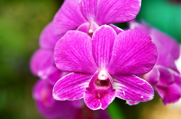 Hermosa orquídea púrpura
