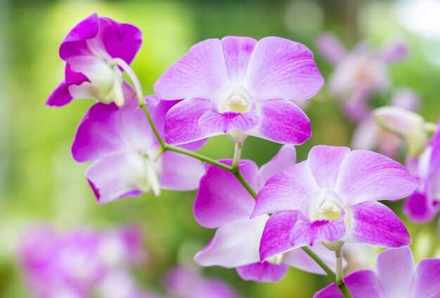 Hermosa orquídea púrpura