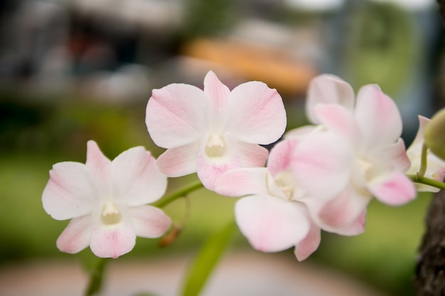 Hermosa orquídea rosa blanca y suave.