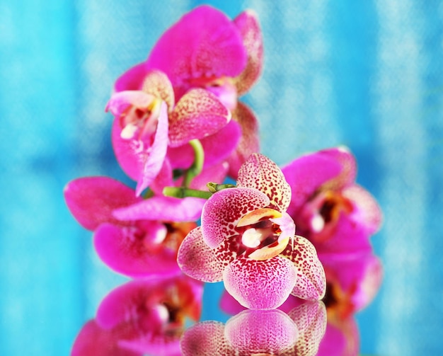 Hermosa orquídea sobre fondo azul