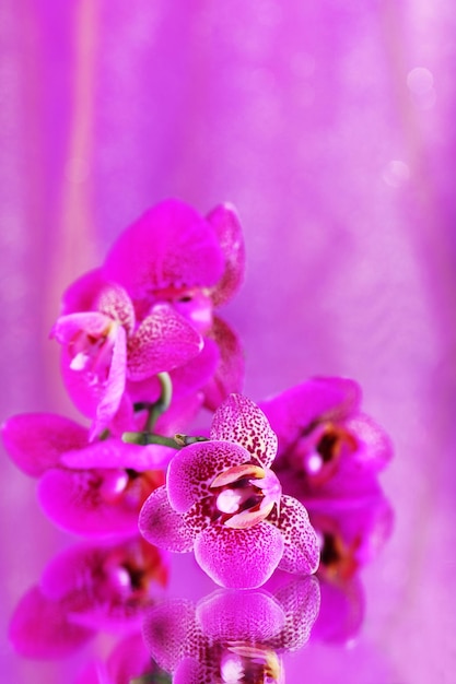 Hermosa orquídea sobre fondo morado