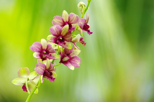 Hermosa orquídea sobre fondo verde