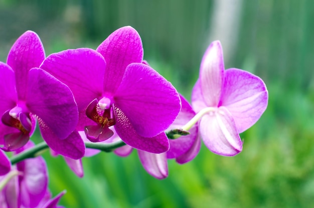 Hermosa orquídea sobre fondo verde