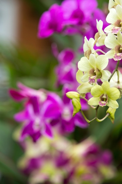 Hermosa orquídea sobre fondo verde